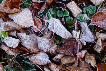 a variety of plants in the field in autumn