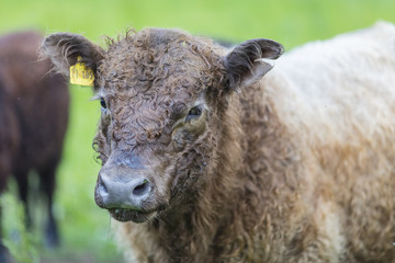 Galloway Rinder Herde