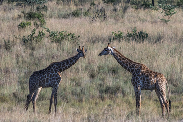 Giraffe grazing in the Welgevonden Game Reserve in South Africa