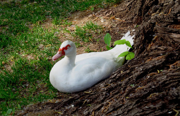 White duck sleeps in the afternoon hiding from the sun in the sh