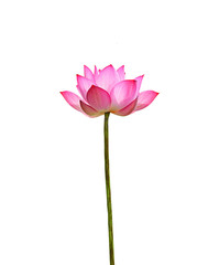 Lotus flower isolated on white background. - 112520028