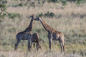 Naklejka na ściany i meble Giraffe grazing in the Welgevonden Game Reserve in South Africa