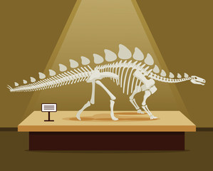 Stegosaurus bones skeleton in museum exhibition. Vector flat cartoon illustration. School poster