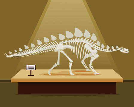 Stegosaurus Bones Skeleton In Museum Exhibition. Vector Flat Cartoon Illustration. School Poster