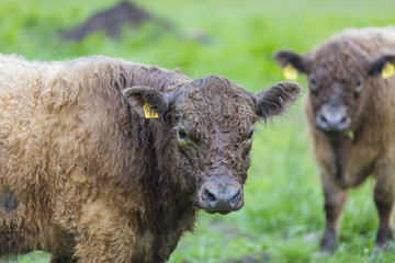 Galloway Rinder herde