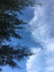 Tree and Sky