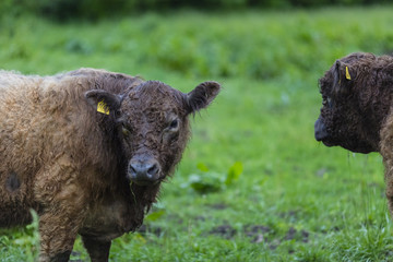 Fototapeta premium Galloway Rinder herde