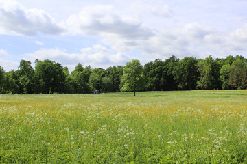 трактор на поле с цветами