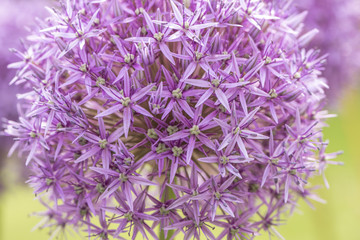 Allium Flower