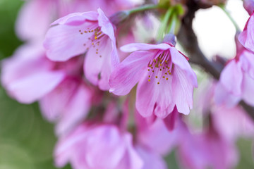 桜の花