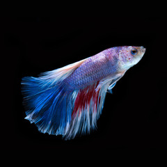 Betta fish. Capture the moving moment of red-blue siamese fighti