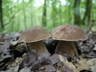 Братья боровики