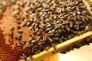 Queen bee is always surrounded by the workers