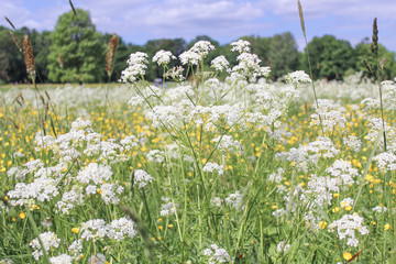 цветы в поле