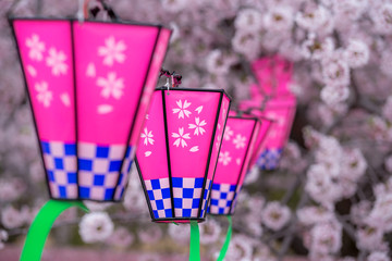 桜とランタン