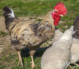 Rooster watching chickens, walking in the field.