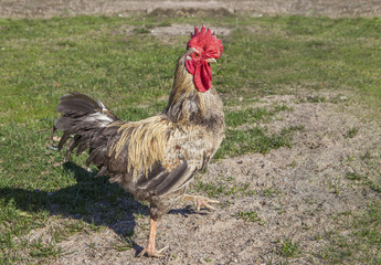 One farmhouse cock walking along trodden lawn.