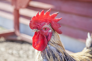 Head of rooster in farmhouse Aviary for chickens, close-up.