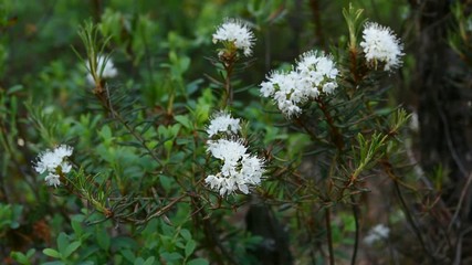 Ledum palustre (Rhododendron tomentosum) plant 