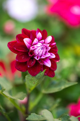 Obraz premium ダリアの花