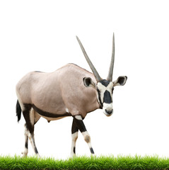 gemsbok or oryx