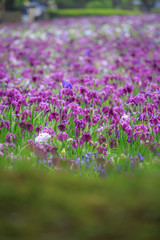 Obraz premium 花菖蒲