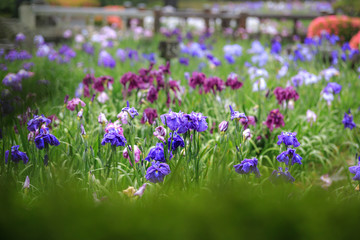 Fototapeta premium 花菖蒲