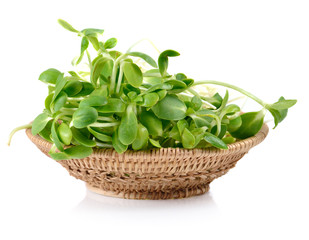 green young sunflower sprouts isolated on white background