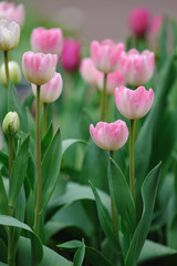 チューリップの花