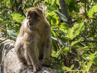 Berberaffe auf Gibraltar genießt die Sonne auf einer Mauer