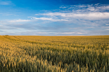 Wheat field