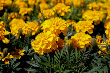 бархатцы цветы