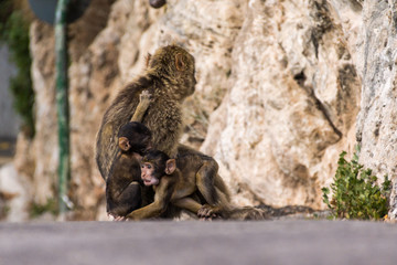 Fototapeta na wymiar Zwei junge Affenbabys auf Gibraltar tollen um ihre Mutter herum