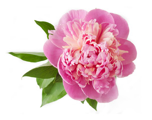 pink peony isolated on white background