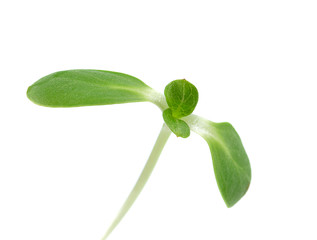 green young sunflower sprouts isolated on white background