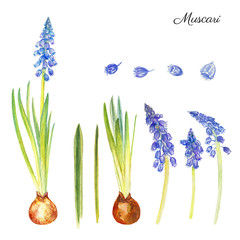 Muscari flowers hand drawn watercolor botanical illustration isolated on white, floral vintage...