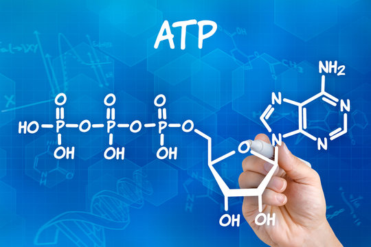 Hand mit Stift zeichnet chemische Strukturformel von ATP