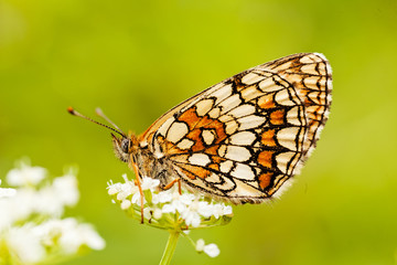 butterfly on a flower