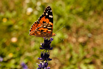 butterfly on a flower