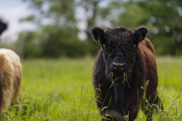 Fototapeta premium Galloway Rinder Herde