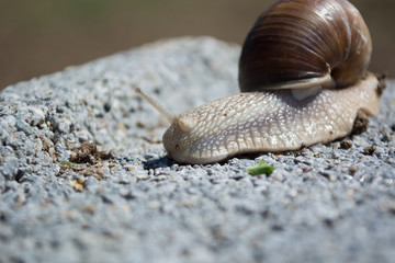 Snail on concrete block