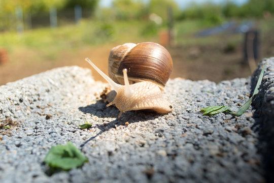 Snail on concrete block