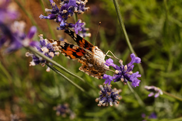 butterfly on a flower