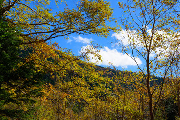 Fototapeta premium Foot of Yatsugatake in autumn in Nagano, Japan