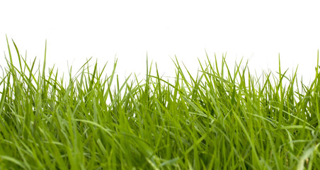 Fresh spring green grass on white background.