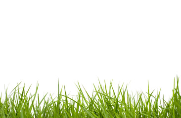 Fresh spring green grass on white background.
