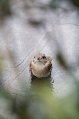 Small sparrow covered in rain drops