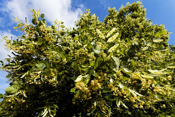 Linden tree