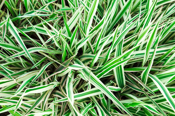 The grass on the lawn green with a white stripe.