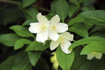 Jasmin